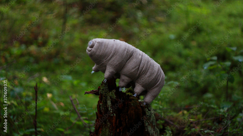tardigrada in the forest
