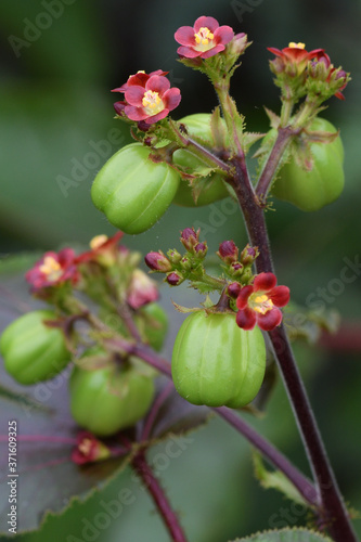 red and yellow flowers