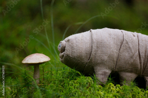 tardigrada in the forest photo