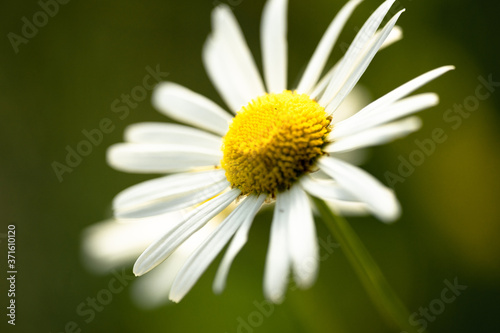 daisy flower closeup