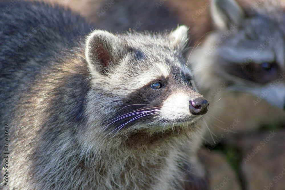 Der Waschbär ist ein Allesfresser, stammt ursprünglich auch Nordamerika und ist mittlerweile auch in Mitteldeutschland eine kleine Plage. Der Waschbär ist ein Allesfresser, stammt ursprünglich auch Nordamerika und ist mittlerweile auch in Mitteldeutschland eine kleine Plage.
