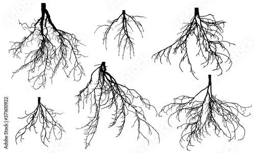 Set of bare roots of different trees. Vector illustration.