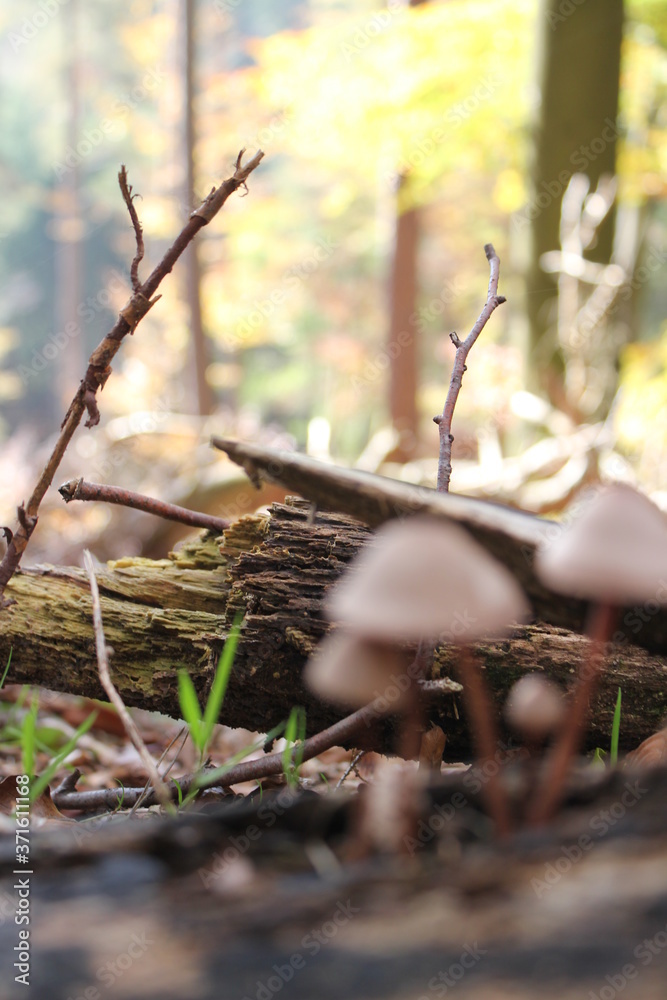 close up of mushrooms in autumn forest close up of mushrooms in autumn forest