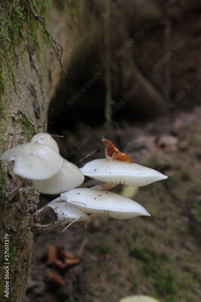 close up of mushrooms in autumn forest close up of mushrooms in autumn forest