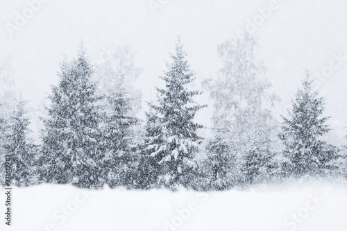 Snow covered fir trees during a heavy snowfall in Estonian boreal forest, Northern Europe