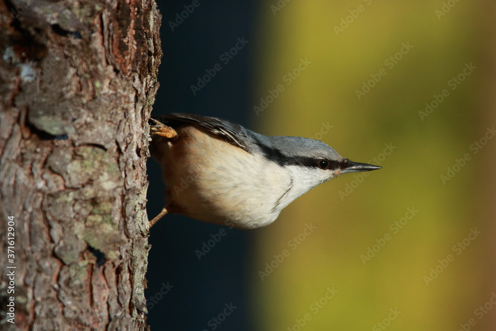 Obraz premium Fast and curious songbird Eurasian nuthatch, Sitta europaea on a tree upside down in Estonian boreal forest.