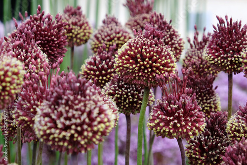 Allium 'red mohican' in flower
