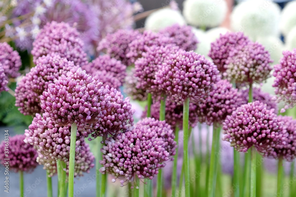 Allium ampeloprasum in flower during early summer Allium ampeloprasum in flower during early summer
