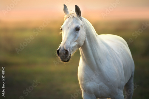 White horse run gallop against sunset sky