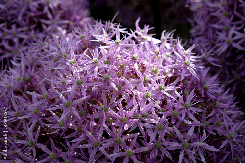 Large Allium 'Globemaster' in flower