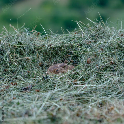 the head of a wild rabbit hidden in the hay