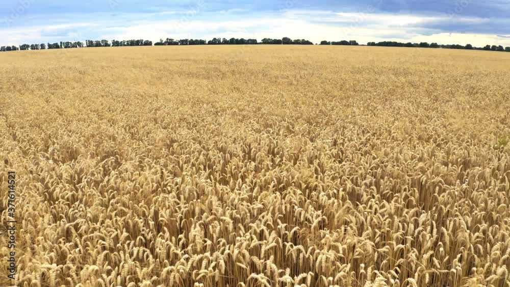 Wheat field sunset yellow agriculture summer sun Wheat field sunset yellow agriculture summer sun