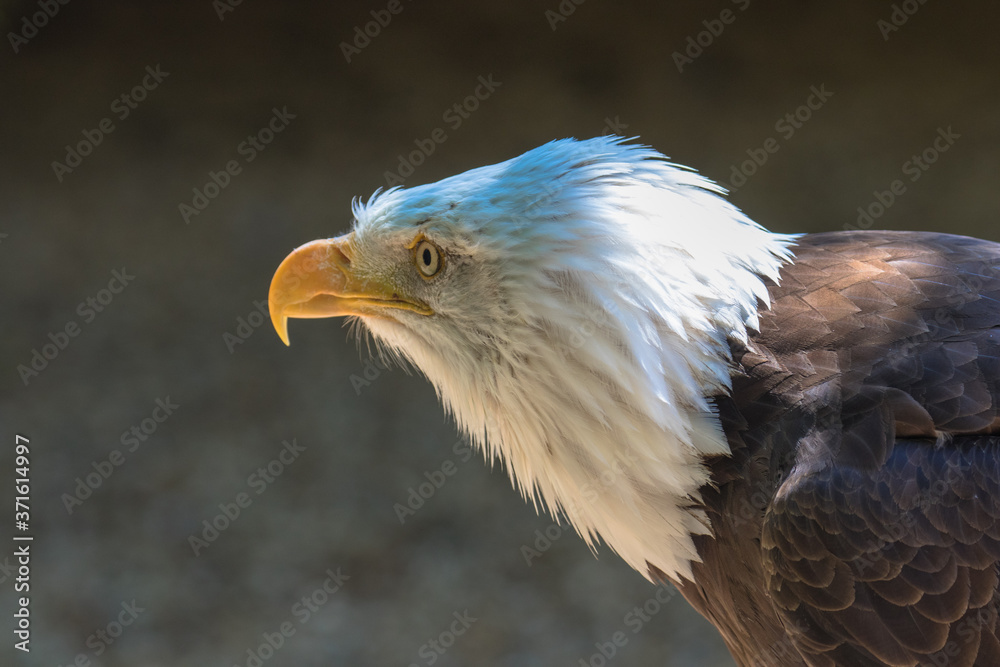Obraz premium Closeup of an American Bald Eagle