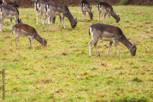 Fototapeta Naklejka Na Ścianę i Meble -  fallow deer in the grass