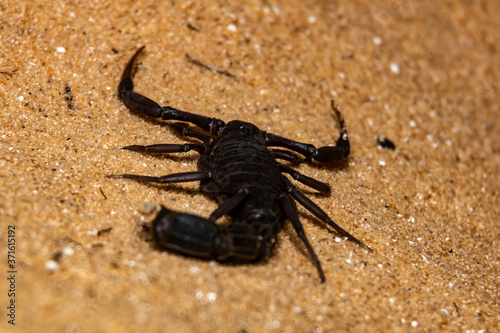 scorpion on black