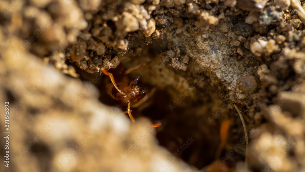 Yellow Meadow Ant at the nest Yellow Meadow Ant at the nest