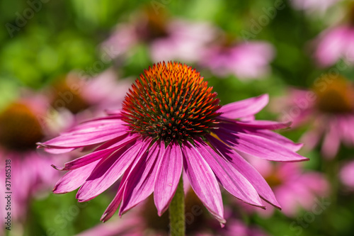 A Close Up of a Echinacea Flower