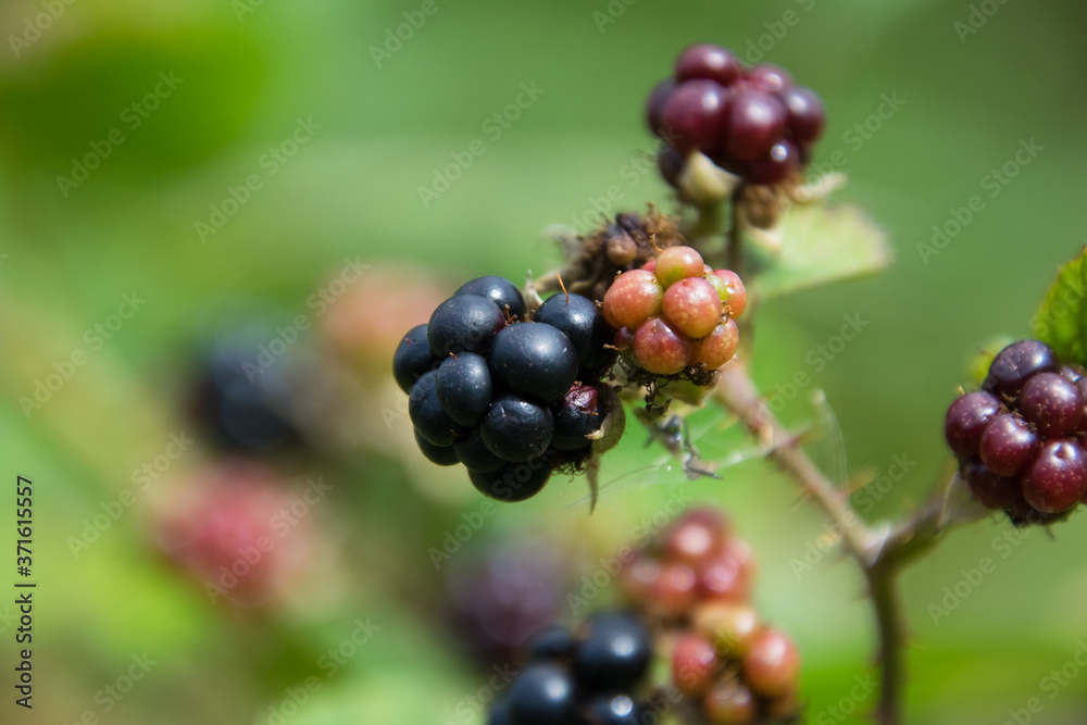 berries of blackberry
