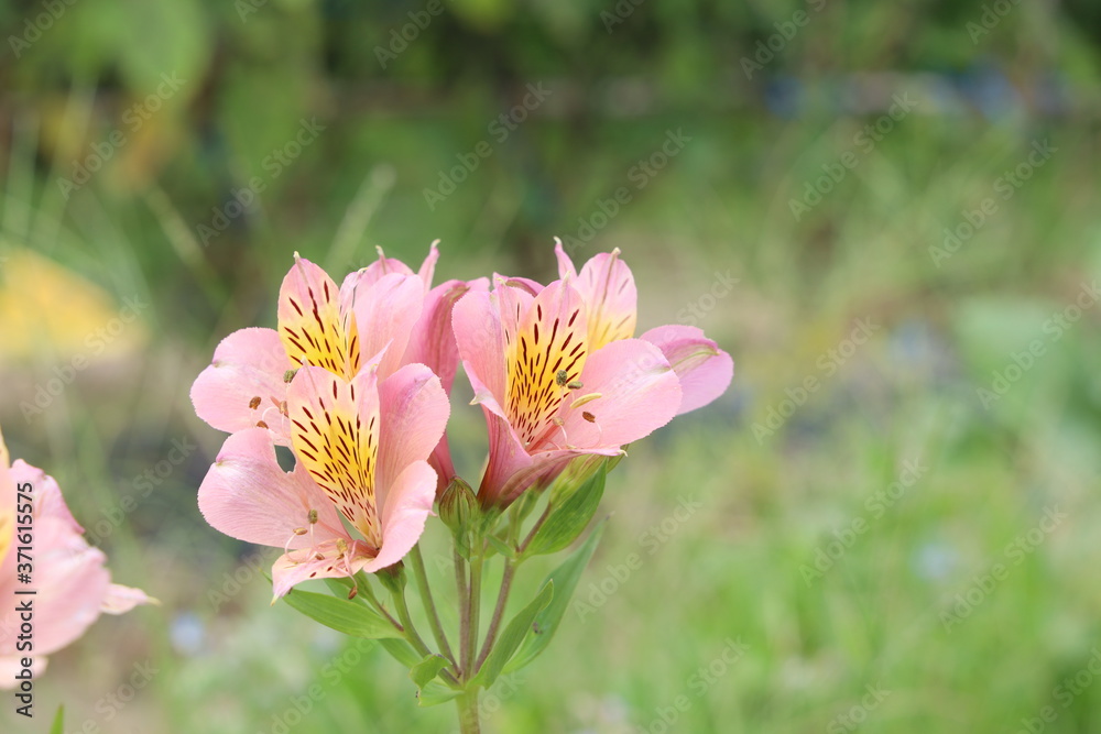 花 花