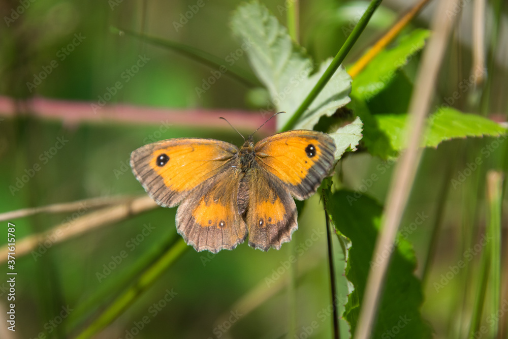butterfly on leaf butterfly on leaf