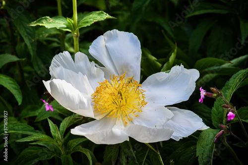 white and yellow flower