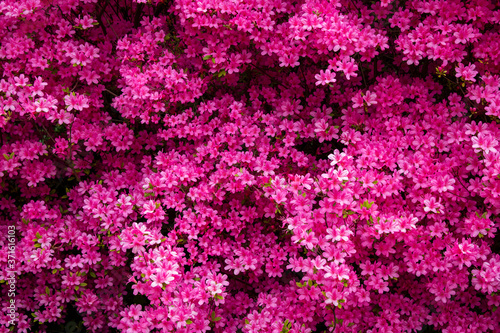 Blumen pink rosa sommer 