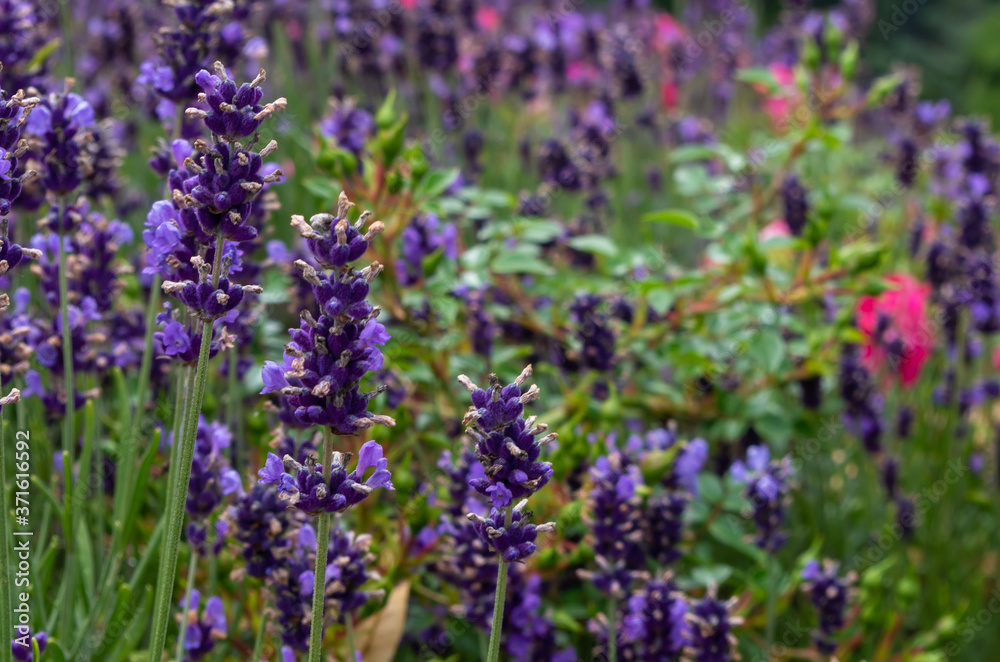 Naklejka premium Lavender Field in Brandenburg, Germany