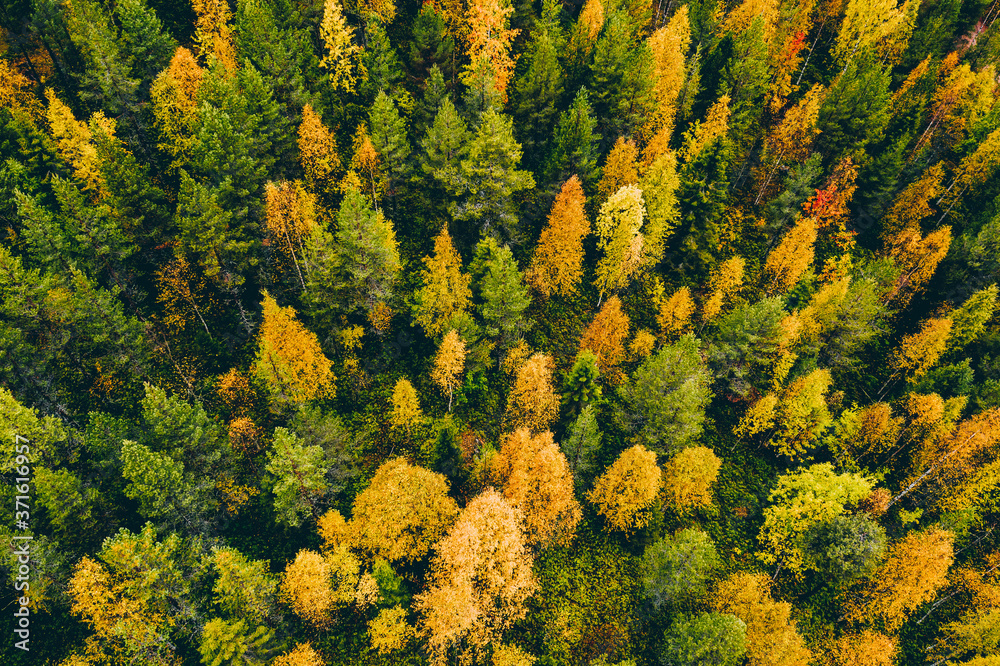 Aerial top view of  yellow and orange autumn trees in forest in rural Finland.