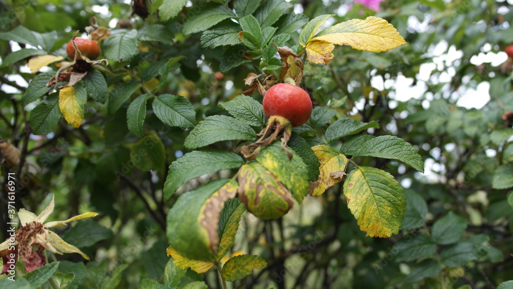  rosehip fruit on green leaves