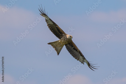 Black kite (latin name Milvus migrans) in flight © Ian Kennedy