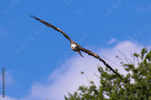 Black kite (latin name Milvus migrans) in flight