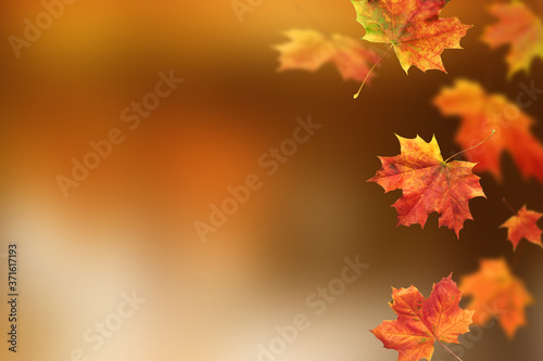 Autumn leaves. Fall colorful maple leaves. Season background