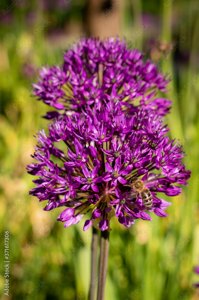 Fototapeta premium Blumen pink rosa sommer 