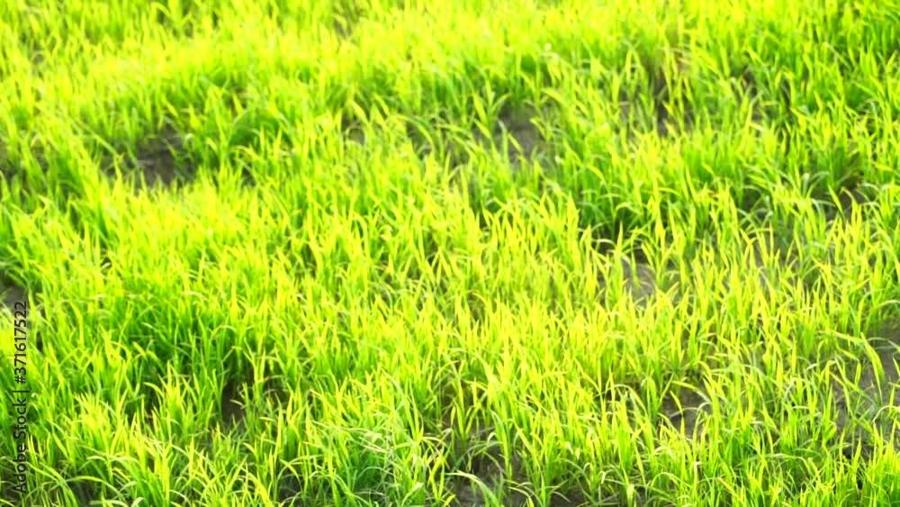 green grass in the wind green grass in the wind