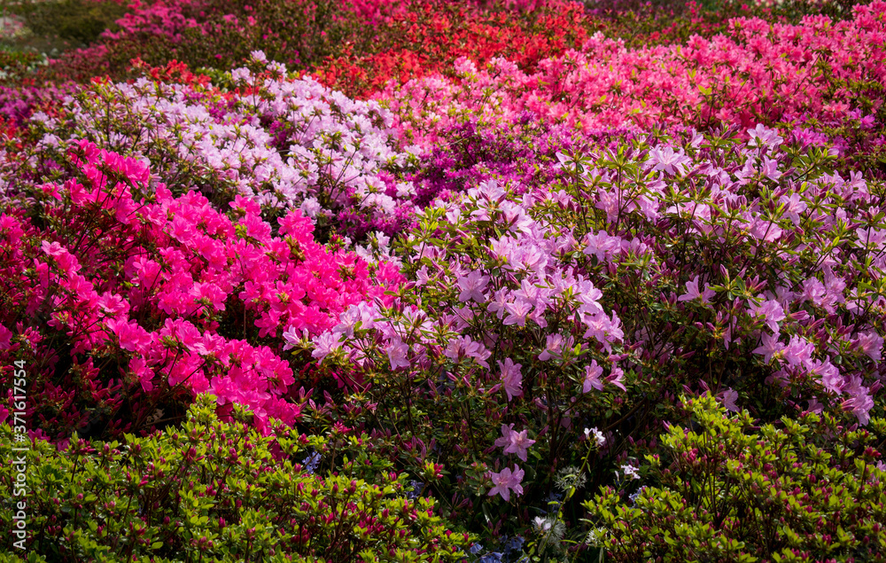 Blumen pink rosa sommer 