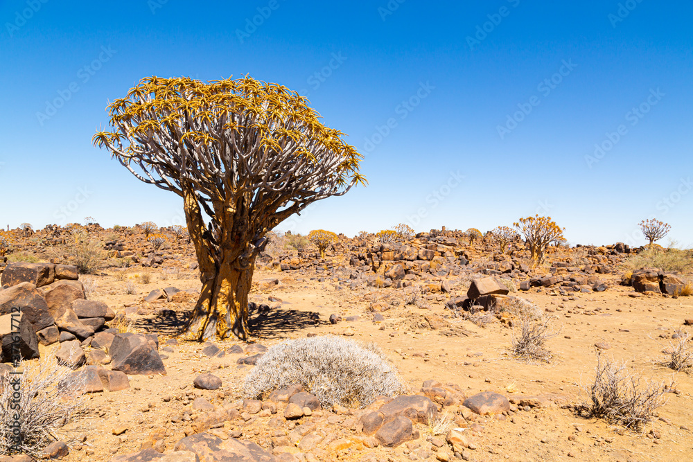 The quiver tree, or aloe dichotoma, Keetmanshoop, Namibia The quiver tree, or aloe dichotoma, Keetmanshoop, Namibia