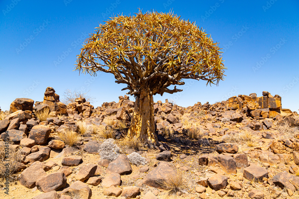 The quiver tree, or aloe dichotoma, Keetmanshoop, Namibia The quiver tree, or aloe dichotoma, Keetmanshoop, Namibia