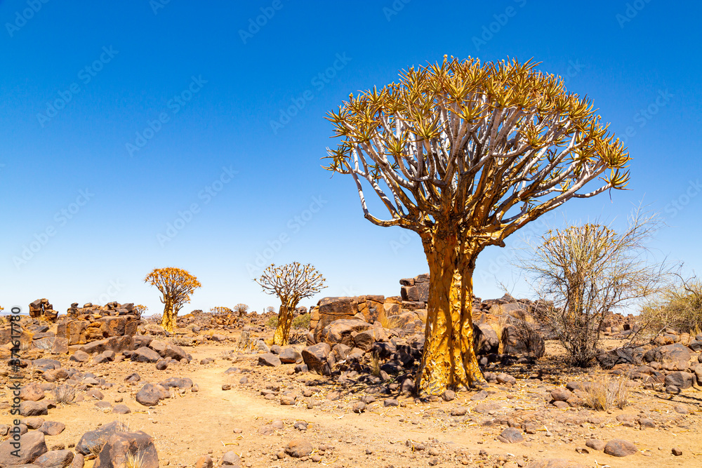 The quiver tree, or aloe dichotoma, Keetmanshoop, Namibia The quiver tree, or aloe dichotoma, Keetmanshoop, Namibia
