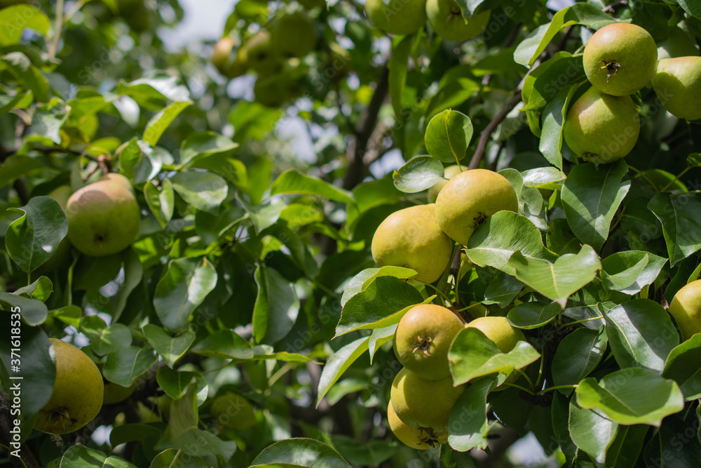 Background of many ripe yellow pears on a branch of a pear tree in green foliage in the garden on a bokeh background: healthy food concept, harvest, place for text