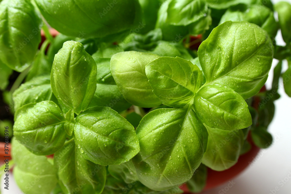 Fototapeta premium Enlarged photo of green fresh basil with water drops. View from above. Image of juicy healthy greens. Vegetarian, vegan, raw food. Proper nutrition. Healthy lifestyle.