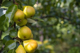 A group of ripe yellow pears on a branch of a pear tree in green foliage in the garden on a bokeh background: concept of healthy food, harvest, place for text