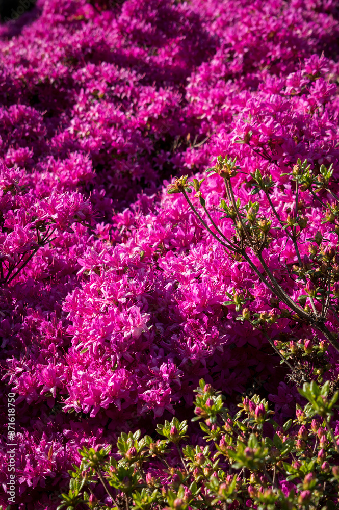 Obraz premium Blumen pink rosa sommer 