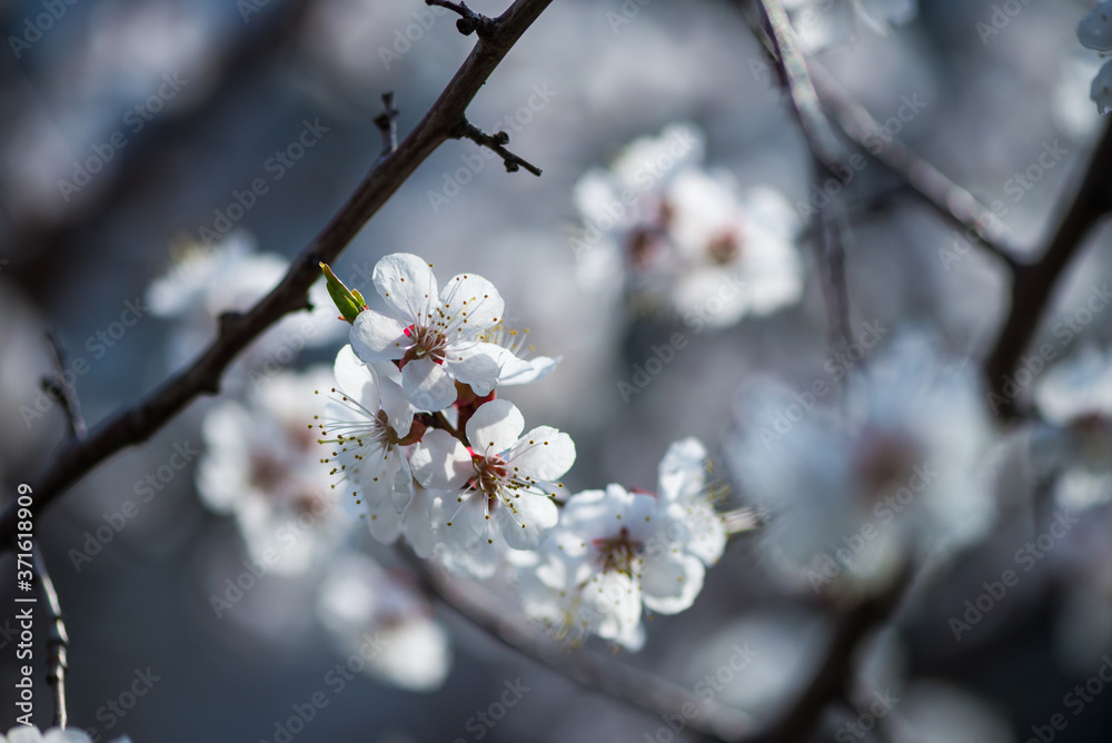 Nice white apricot spring flowers branch on blue sky background Nice white apricot spring flowers branch on blue sky background