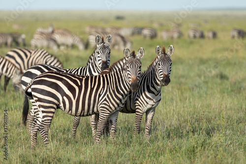 Three zebras looking alert standing in the grassy plains of Serengeti National Park in Tanzania