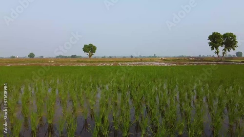 aerial view of rice field in punjab, pakisan photo