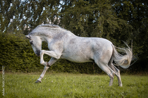 Foto Temperamentvoller Lusitano