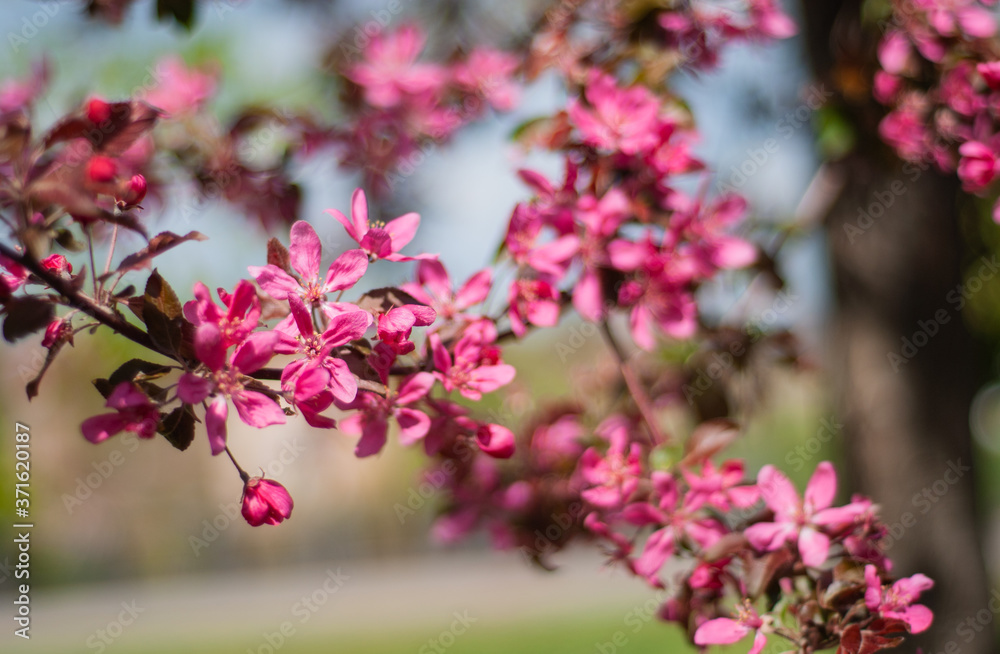 blooming of paradise apple trees in spring in the park blooming of paradise apple trees in spring in the park