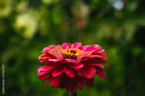 beautifil flower zinnia of pink color