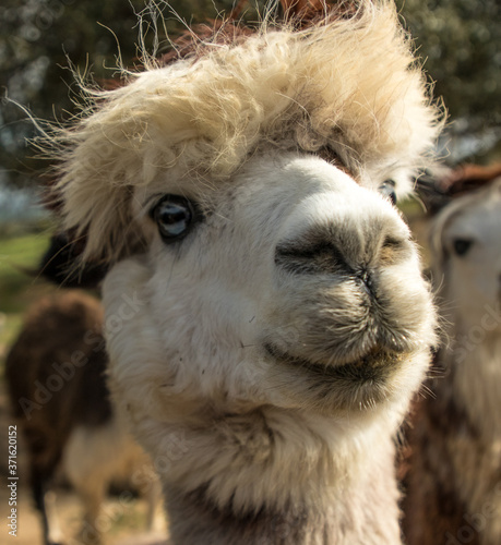 Cute alpaca head