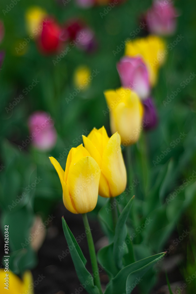 beautiful blooming of yellow tulips in spring in the park beautiful blooming of yellow tulips in spring in the park